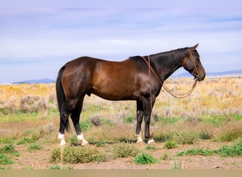 American Quarter Horse, Ruin, 9 Jaar, 155 cm, Brauner
