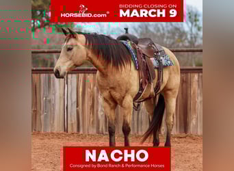 American Quarter Horse, Ruin, 9 Jaar, 155 cm, Buckskin