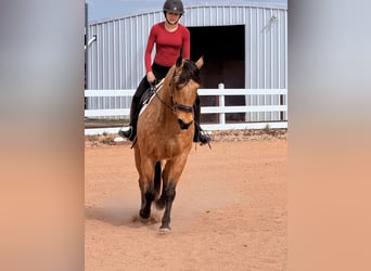 American Quarter Horse, Ruin, 9 Jaar, 155 cm, Buckskin