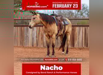 American Quarter Horse, Ruin, 9 Jaar, 155 cm, Buckskin