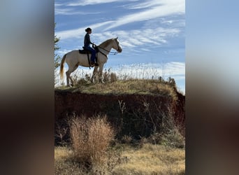 American Quarter Horse, Ruin, 9 Jaar, 155 cm, Cremello