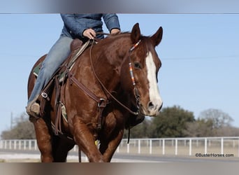 American Quarter Horse, Ruin, 9 Jaar, 155 cm, Donkere-vos