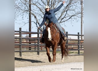 American Quarter Horse, Ruin, 9 Jaar, 155 cm, Donkere-vos