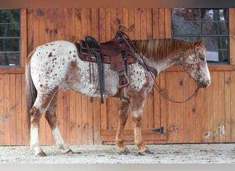 American Quarter Horse, Ruin, 9 Jaar, 155 cm, Donkere-vos