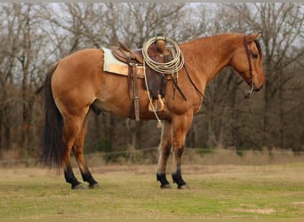 American Quarter Horse, Ruin, 9 Jaar, 155 cm, Falbe