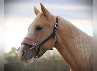 American Quarter Horse, Ruin, 9 Jaar, 155 cm, Palomino