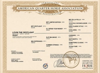 American Quarter Horse, Ruin, 9 Jaar, 155 cm, Palomino