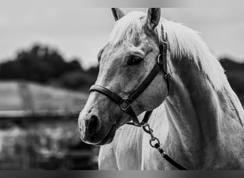 American Quarter Horse, Ruin, 9 Jaar, 155 cm, Palomino