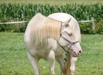 American Quarter Horse, Ruin, 9 Jaar, 155 cm, Perlino