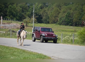 American Quarter Horse, Ruin, 9 Jaar, 155 cm, Perlino