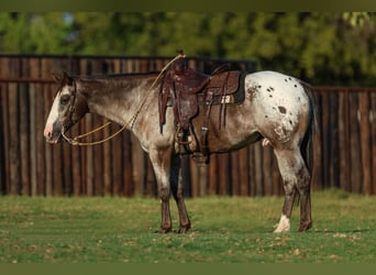 American Quarter Horse, Ruin, 9 Jaar, 155 cm