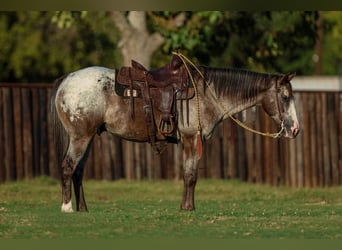 American Quarter Horse, Ruin, 9 Jaar, 155 cm