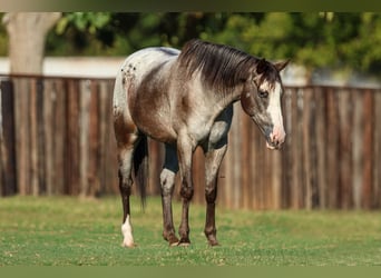 American Quarter Horse, Ruin, 9 Jaar, 155 cm