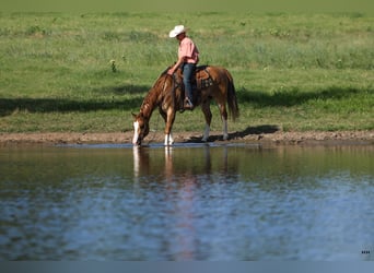 American Quarter Horse, Wallach, 9 Jahre, 155 cm, Red Dun