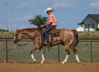 American Quarter Horse, Wallach, 9 Jahre, 155 cm, Red Dun