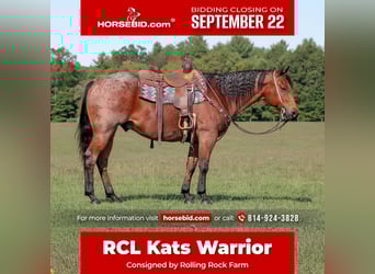 American Quarter Horse, Ruin, 9 Jaar, 155 cm, Roan-Bay