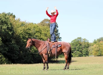 American Quarter Horse, Ruin, 9 Jaar, 155 cm, Roan-Bay