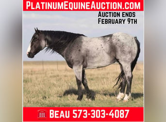 American Quarter Horse, Ruin, 9 Jaar, 155 cm, Roan-Blue