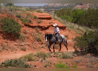 American Quarter Horse, Ruin, 9 Jaar, 155 cm, Roan-Blue