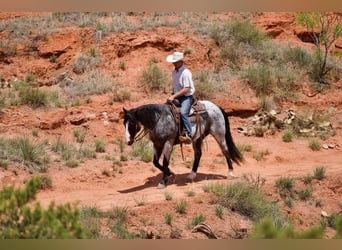 American Quarter Horse, Ruin, 9 Jaar, 155 cm, Roan-Blue