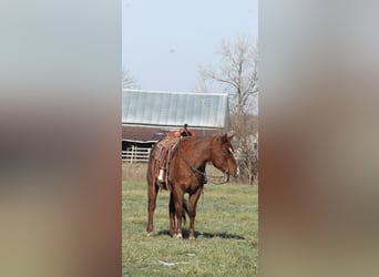 American Quarter Horse, Ruin, 9 Jaar, 155 cm, Roan-Red