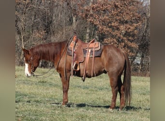 American Quarter Horse, Ruin, 9 Jaar, 155 cm, Roan-Red