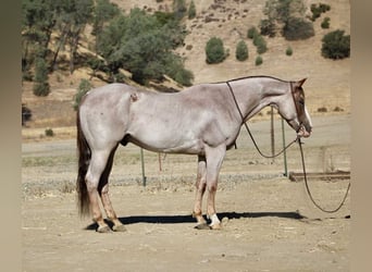 American Quarter Horse, Ruin, 9 Jaar, 155 cm, Roan-Red