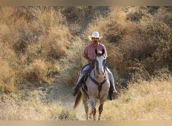 American Quarter Horse, Ruin, 9 Jaar, 155 cm, Roan-Red