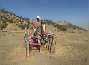 American Quarter Horse, Ruin, 9 Jaar, 155 cm, Roan-Red