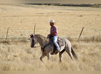 American Quarter Horse, Ruin, 9 Jaar, 155 cm, Roan-Red