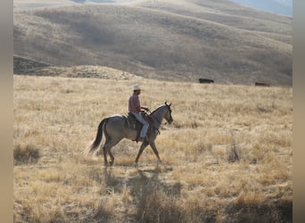 American Quarter Horse, Ruin, 9 Jaar, 155 cm, Roan-Red
