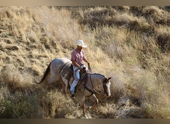 American Quarter Horse, Ruin, 9 Jaar, 155 cm, Roan-Red