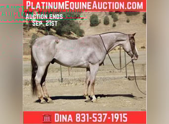 American Quarter Horse, Ruin, 9 Jaar, 155 cm, Roan-Red