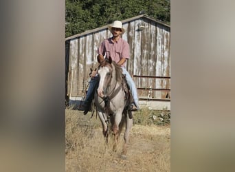 American Quarter Horse, Ruin, 9 Jaar, 155 cm, Roan-Red