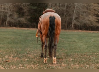 American Quarter Horse, Ruin, 9 Jaar, 155 cm, Roodbruin