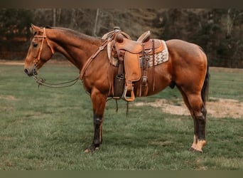 American Quarter Horse, Ruin, 9 Jaar, 155 cm, Roodbruin