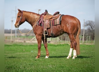 American Quarter Horse, Ruin, 9 Jaar, 155 cm, Roodvos