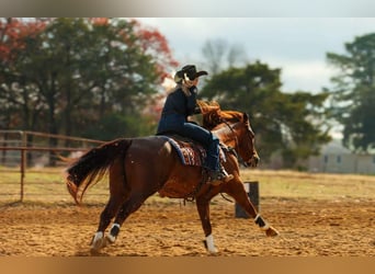 American Quarter Horse, Ruin, 9 Jaar, 155 cm, Roodvos