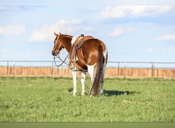 American Quarter Horse, Ruin, 9 Jaar, 155 cm, Tobiano-alle-kleuren