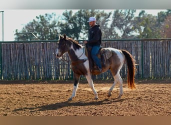 American Quarter Horse, Ruin, 9 Jaar, 155 cm, Tobiano-alle-kleuren