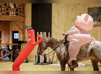 American Quarter Horse, Ruin, 9 Jaar, 155 cm