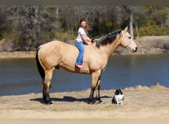 American Quarter Horse, Ruin, 9 Jaar, 157 cm, Buckskin