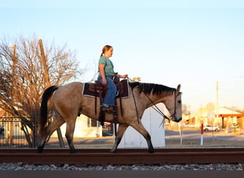 American Quarter Horse, Ruin, 9 Jaar, 157 cm, Buckskin