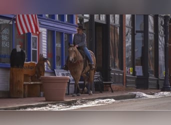 American Quarter Horse, Ruin, 9 Jaar, 157 cm, Buckskin