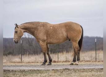 American Quarter Horse, Ruin, 9 Jaar, 157 cm, Buckskin