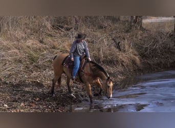 American Quarter Horse, Ruin, 9 Jaar, 157 cm, Buckskin