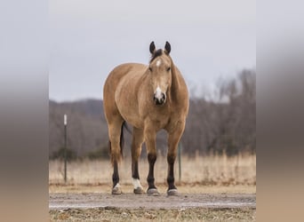 American Quarter Horse, Ruin, 9 Jaar, 157 cm, Buckskin