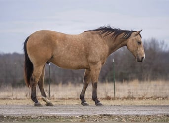 American Quarter Horse, Ruin, 9 Jaar, 157 cm, Buckskin