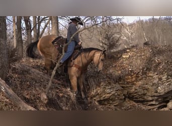 American Quarter Horse, Ruin, 9 Jaar, 157 cm, Buckskin