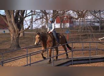 American Quarter Horse, Ruin, 9 Jaar, 157 cm, Buckskin